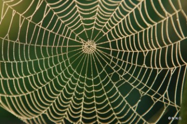 tela di ragno