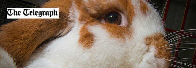 20151217_jack-coniglio