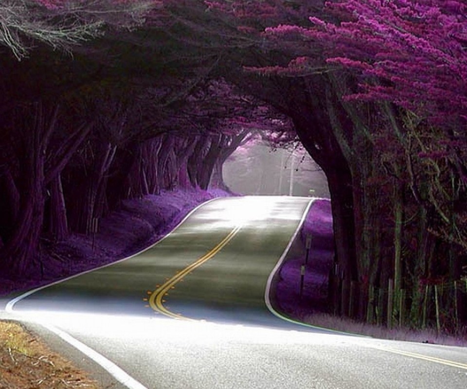 Magnificent-Tree-Tunnel-Portugal