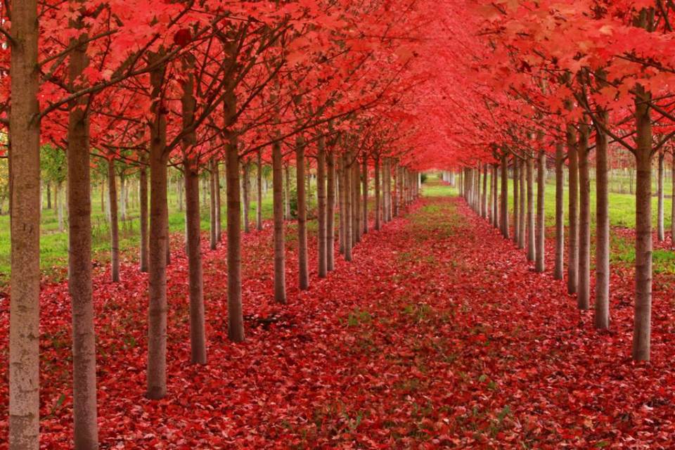 Maple-Tree-Tunnel-Oregon.jpg
