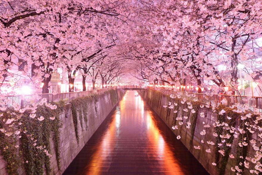 Tunnel-of-Cherry-Blossoms-Japan