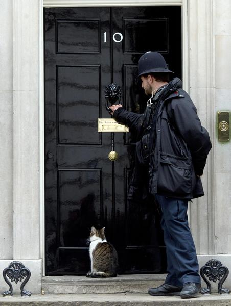 Chief Mouser to the Cabinet Office, Larry