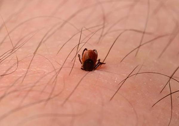 Foto scienza mozzafiato vincitrici dei Wellcome Image Awards