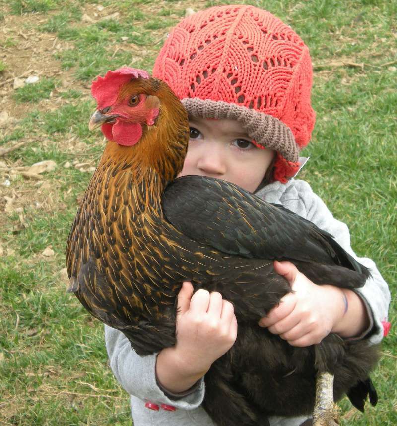 bimba-con-gallina