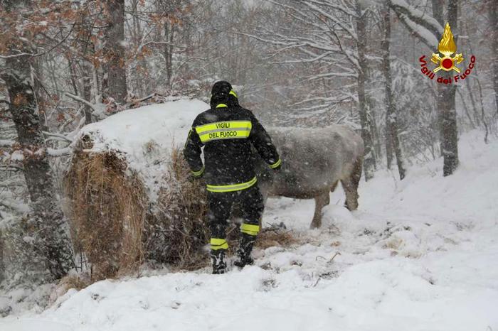 CROLLANO STALLE, PAURA PER ALLEVATORI MONTAGNA