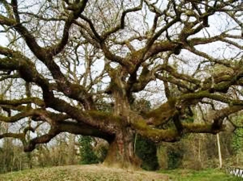 il-noce-di-banevento