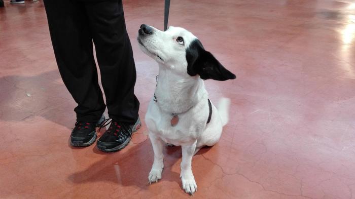 Profilo Facebook ricette cane e gatto, Lav chiede chiusura