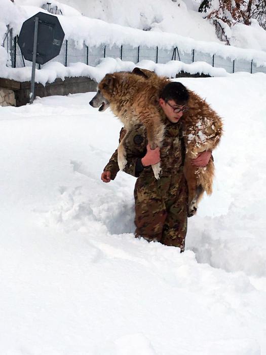 EMERGENZA SALVATAGGIO CANE LUPO