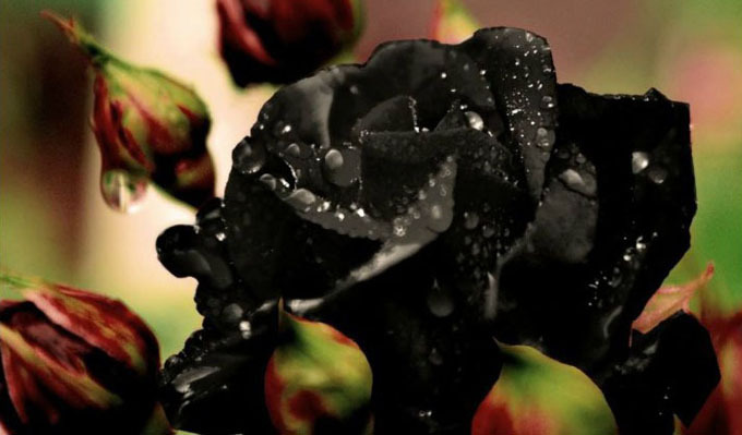 rosa-nera