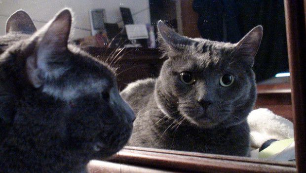 specchiogatto