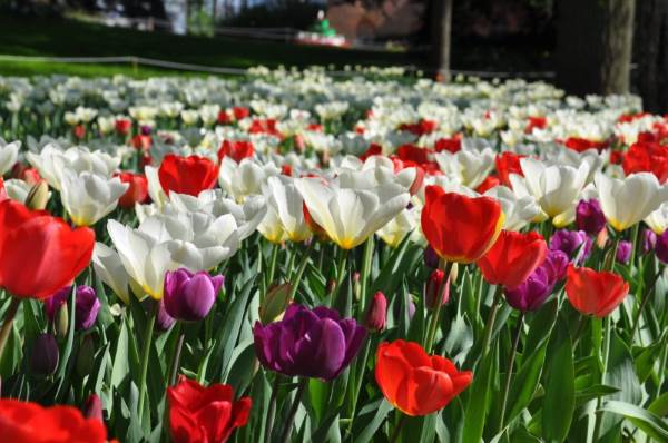 tulipani_castello_pralormo1