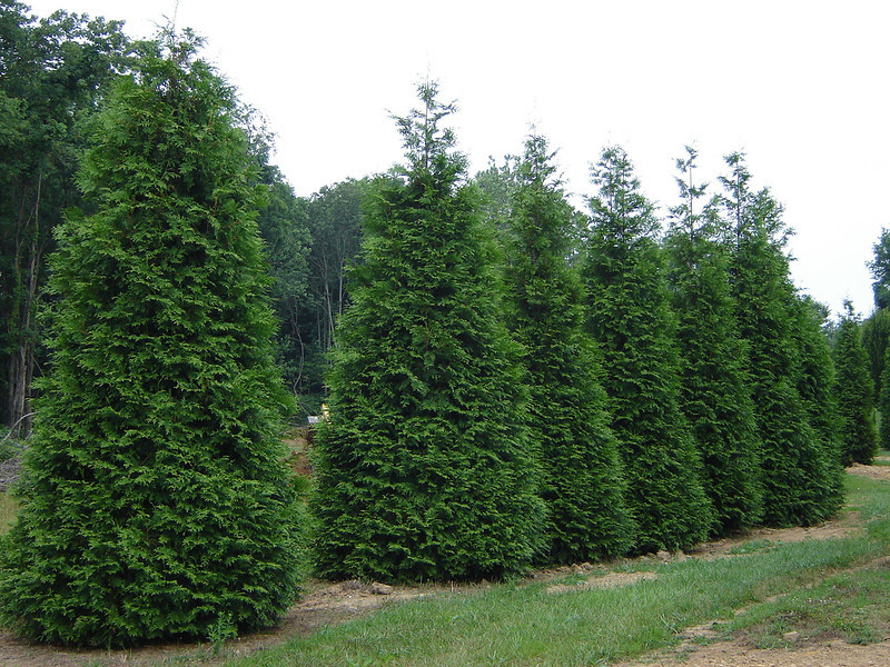 arborvitae-green_-giant_
