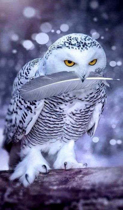 546d1afefade6a873fecc7896f28d311