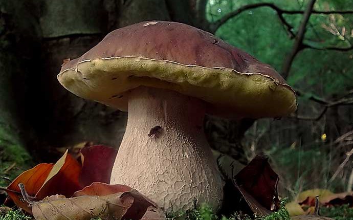 fungo-borgotaro-690x430