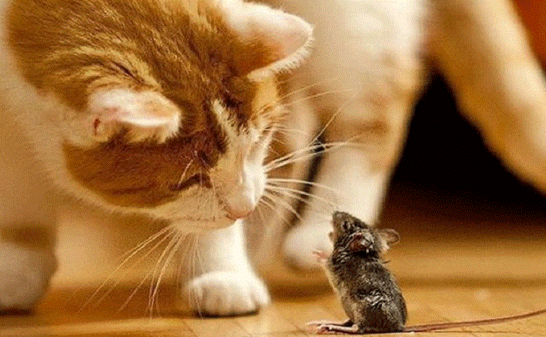 avere-coraggio-gatto-topo