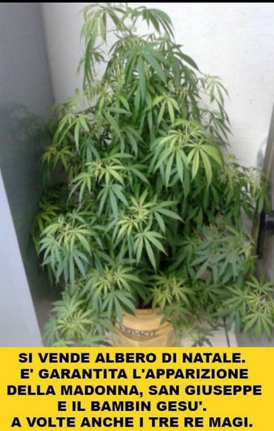 a3b63bc5bcb4cb70f63951abeda19533