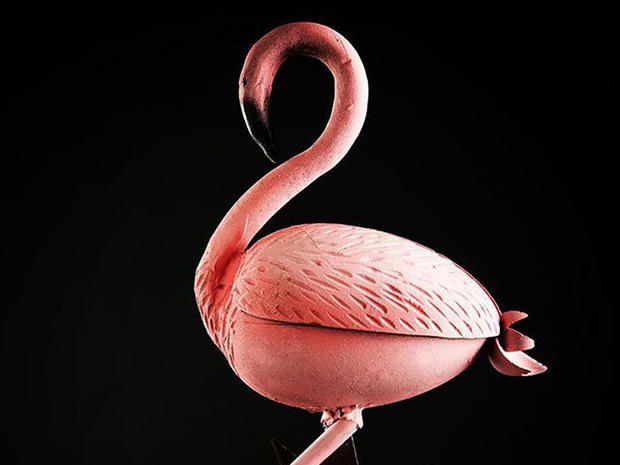 fenicottero rosa ciocco