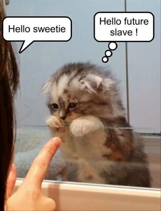 16e07c52a290f8ecccdca6605cb28b7e