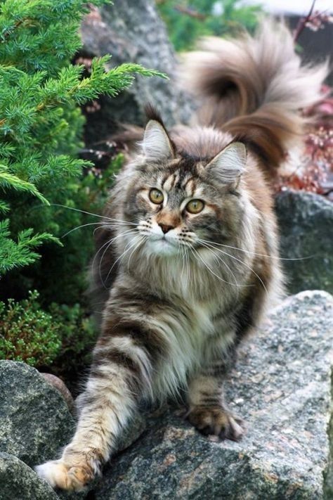 18eb07cc109917da7412e7da06ccab9a