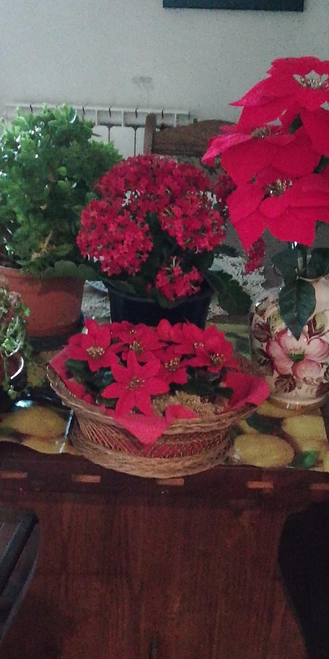 IMG_20181214_145710-652x1304