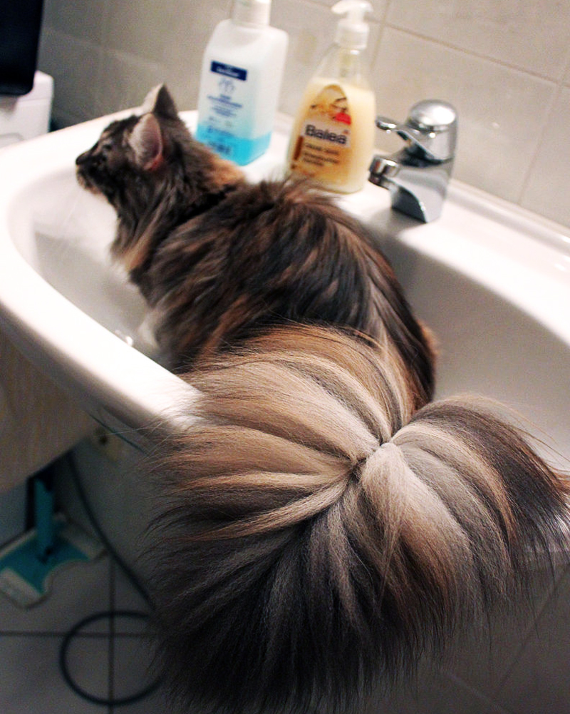mainecoon