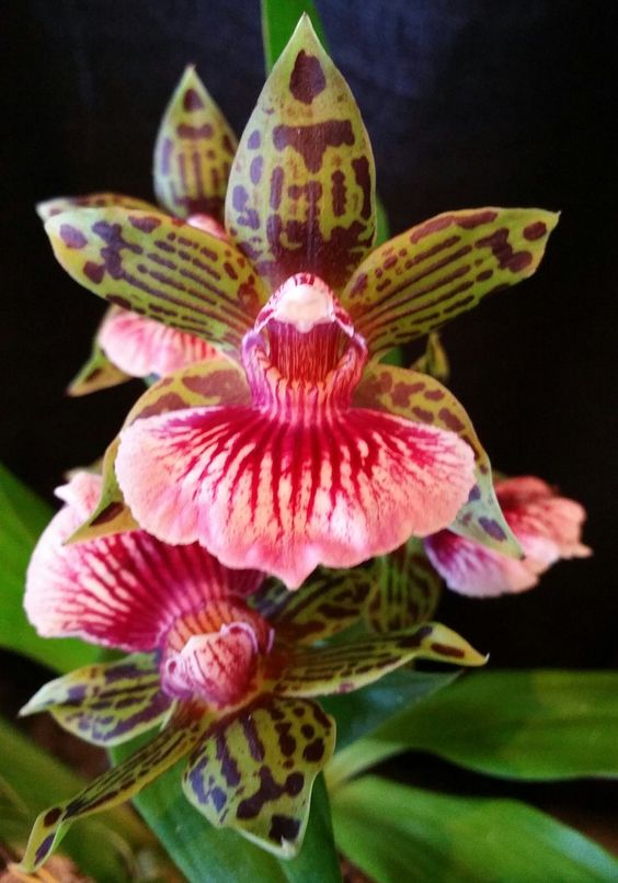 291ba5ed5bd26848bf71488665e54d4e