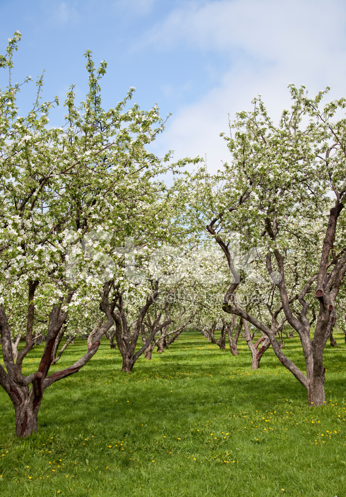 20320744-orchard-blooming-apple-trees-spring