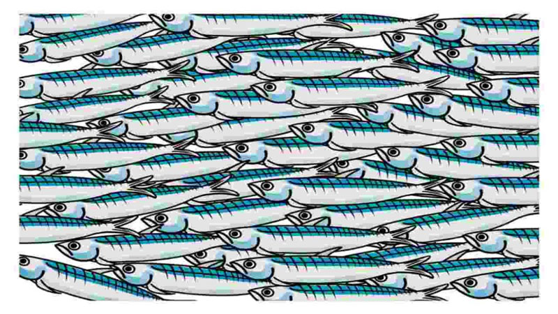 sardine2